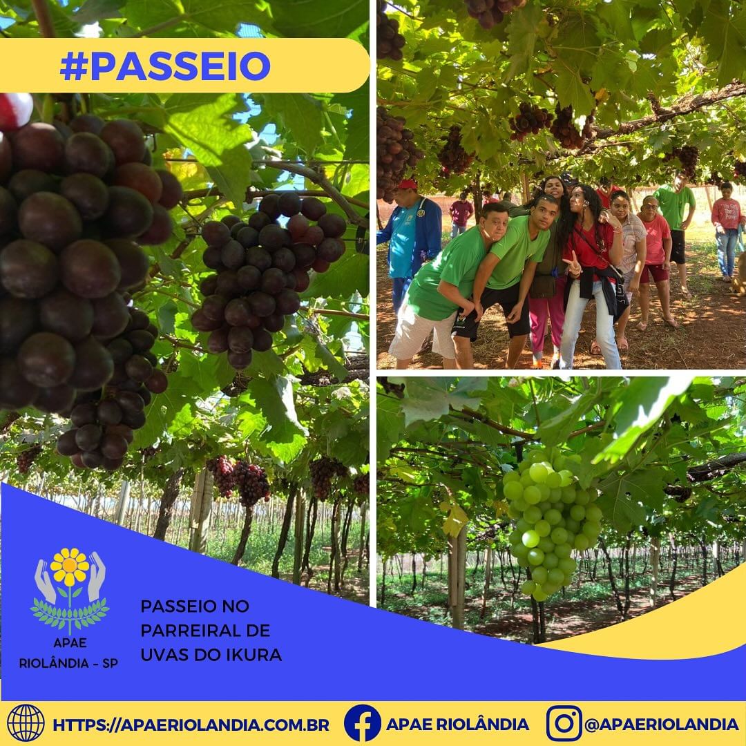 Passeio super divertido no sítio do Ikura para conhecer o parreiral de uvas!